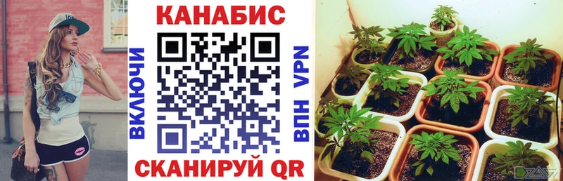 Канабис конопля  где можно купить   Мостовской 